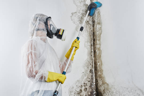 Best Mold Removal and Inspection  in Sumiton, AL