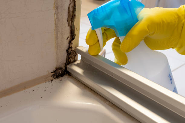 Best Mold Damage Repair  in Sumiton, AL