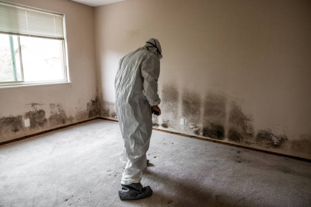 Mold Removal and Inspection in Sumiton, AL